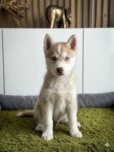 Husky Siberiano olhos azuis