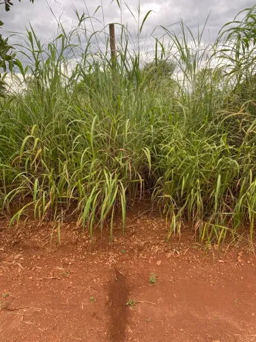EXCELENTE CHACARA PRÓXIMO CONDOMÍNIO ASA BRANCA BR 060