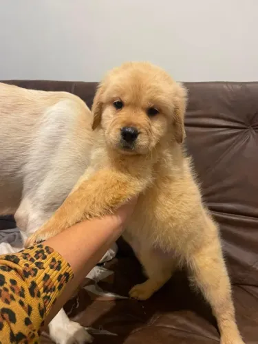 Vendo filhote Fêmea de Golden Retriver