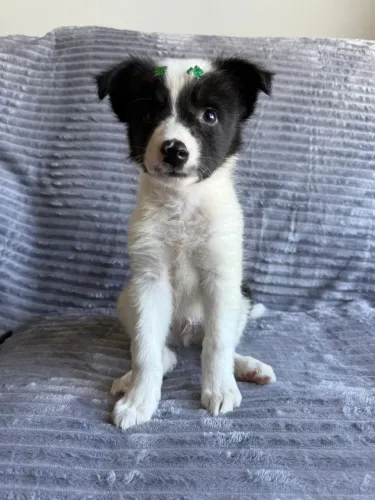Filhote de Border Collie o companheiro ideal para quem busca inteligência e carinho