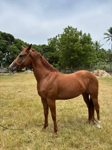 Potra Quarto De Milha Registrada