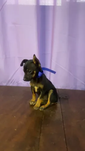 Vendo filhote de Pinscher