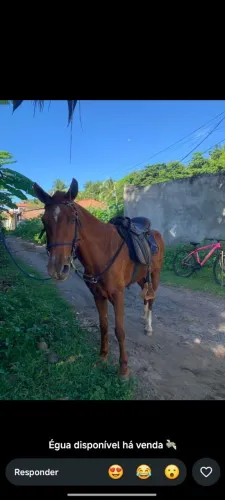 Cavalo