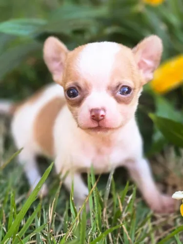 Chihuahua