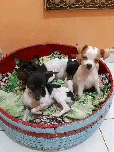 Pinscher 00 Cores RARÍSSIMAS E EXÓTICAS. 