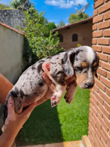 Dachshund Arlequim Macho - Último Filhote Disponível da Ninhada