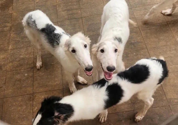 Vendo Lindos Filhotes de Birzoi ( Galgo Russo)
