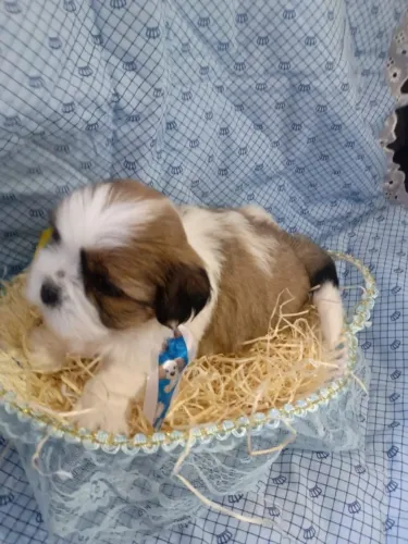 Lhasa Apso Filhotes Super Lindos.