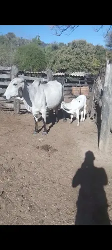 Vaca gir com bezerro