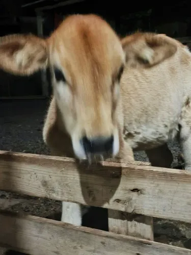 Animais 