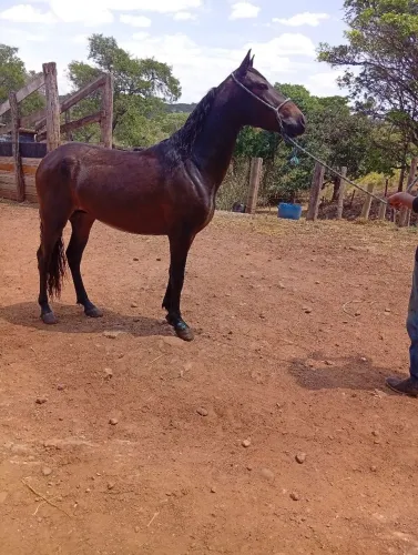 Cavalo marchador