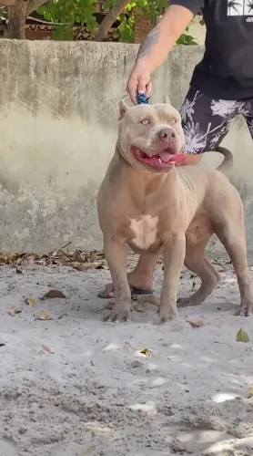 Pitmonster