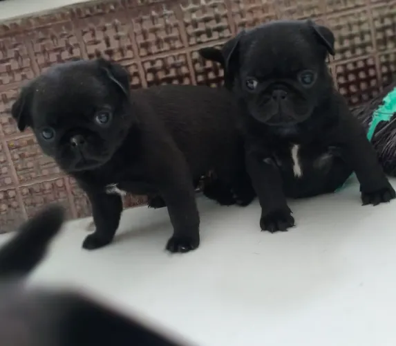 Lindos filhotes de Pug