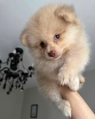 Lulu da Pomerania 