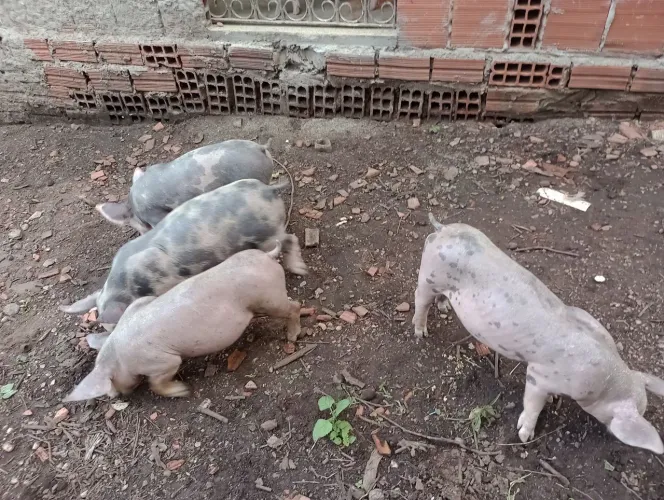 Futuras matrizes porcas para reprodução  excelente raças