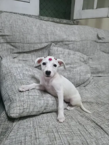 Cachorrinha para adoção 