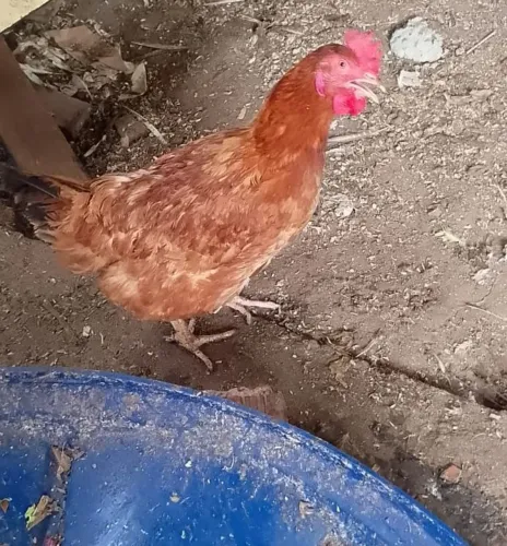 Galinha 50 reais cada em dinheiro