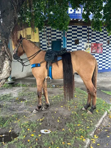 Cavalo mestiço de manga larga a venda