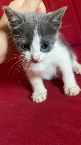 Gatinhos para doação 