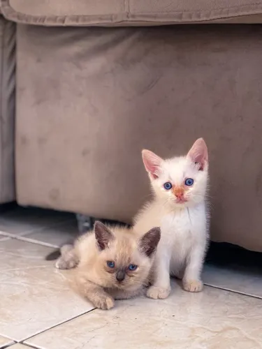 GATINHAS PARA DOAÇÃO