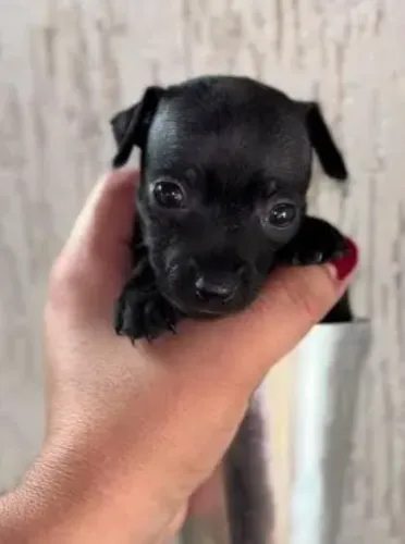 Vendo pinscher bem pequena