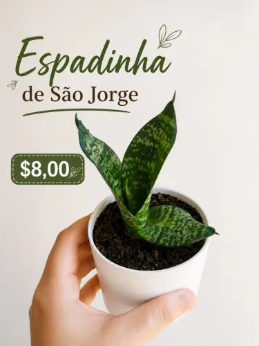 Plantas e cactos
