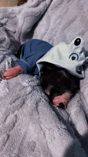 Mini porco