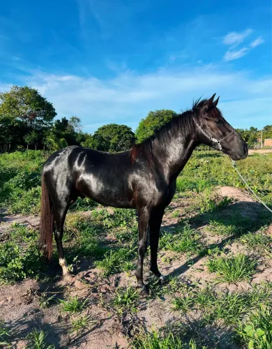 Vendo Cavalo Mangalarga Mestiço