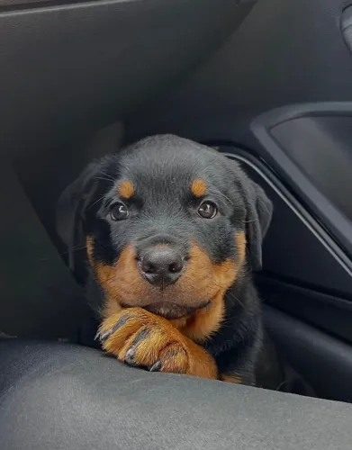 Filhotes de Rottweiler disponíveis! Reserve o seu.