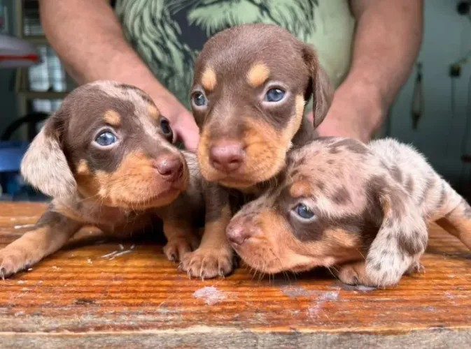 Daschund pelo curto - Filhotes companheiros