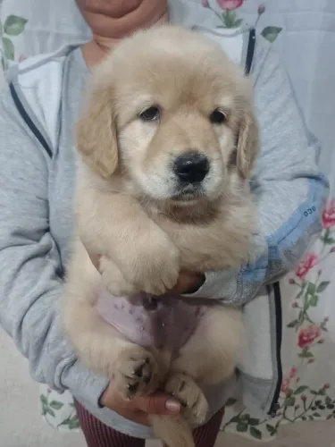 Golden Retriever Puro - Filhotes Lindos e Saudáveis