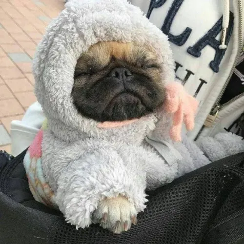 Pug Um amigo que observa com ternura