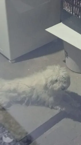 Cachorro Poodle