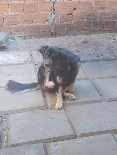 Cachorro 