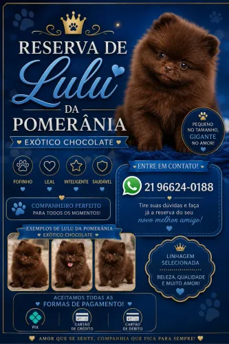 Lulu da pomerânia ( tenho outras raças)