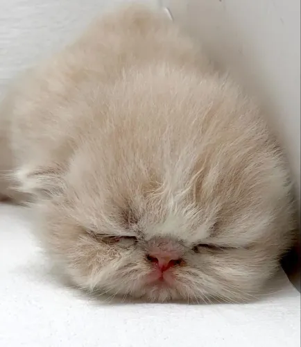 Gatinhos persa filhotes