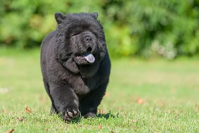 ? Chow Chow Disponível | Consulte Fotos e Vídeos