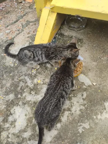 Duas gatas para adoção
