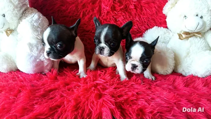 Bulldog frances fêmea e macho 