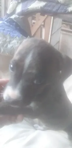 Tô vendendo r$ 50 um filhotinho