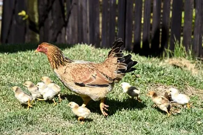 Galinha caipira com pintinhos.