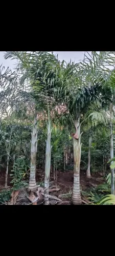 PALMEIRA ARECA DE LOCUBA