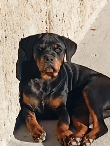 Rottewelleir fêmea 5 meses com pedigree e microchipada