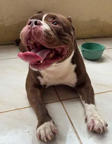 American bully 