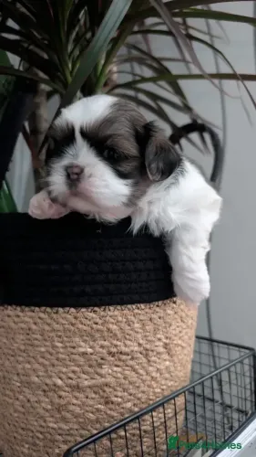 Filhotes de Shih Tzu/ Shitzu excelente linhagem peluda vacinados macho e fêmea SP