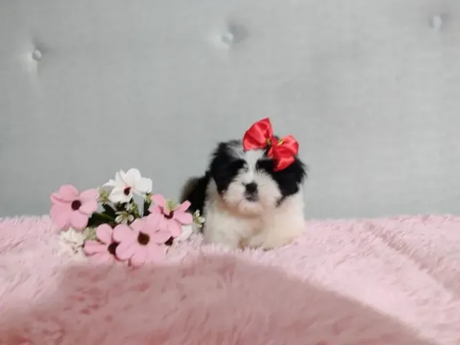 Lhasa Apso,Lhasa Apso Filhote Saudável Excelente Companhia