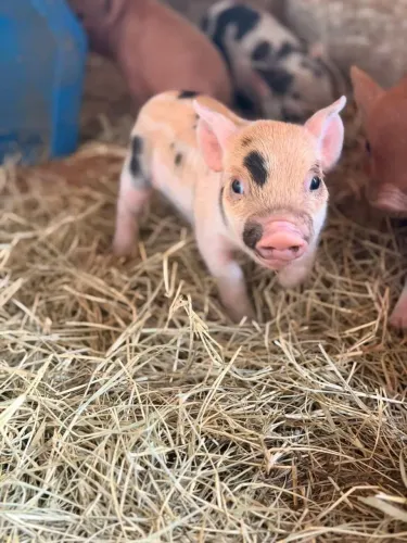 Mini pig