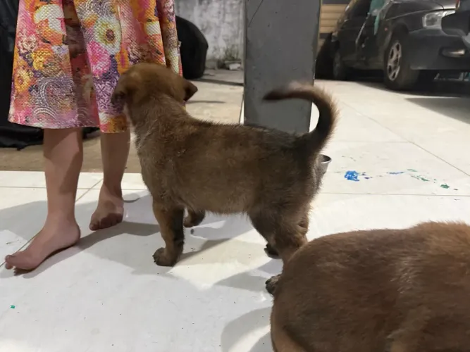 Filhotes de Pastos Belga Malinois com 40 dias de nascido.