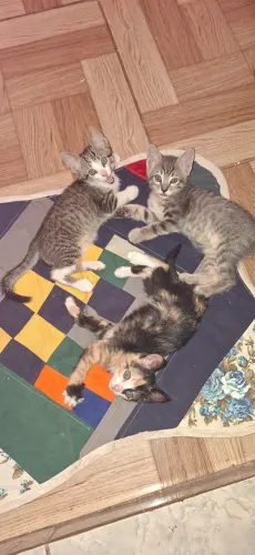 Gatos para doação