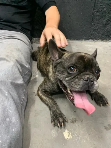 Doação de Bulldog Francês